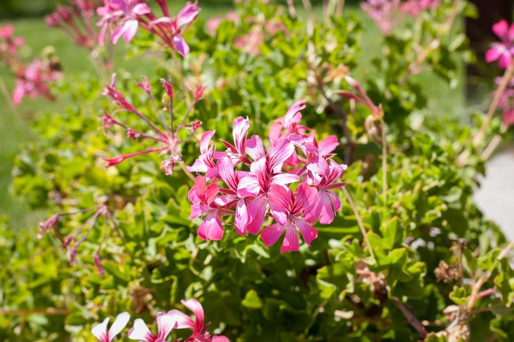 Agriturismo Ferrari Caprarola Eksteriør billede
